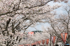 雲南市桜まつり2025　2