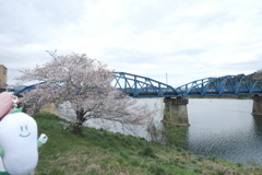 今年の桜は見頃のタイミングに難攻した挙句散り始め、綾部にて４
