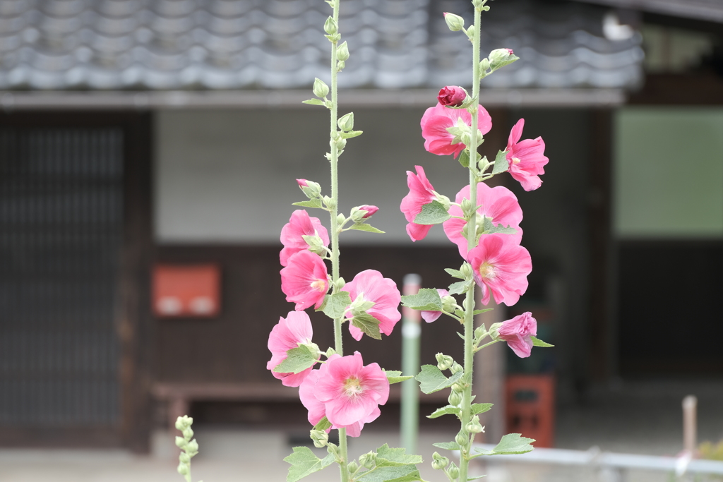 梅雨時のかやぶきの里６