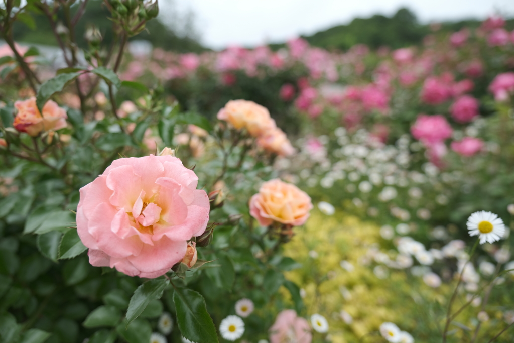 広大な薔薇園、ぎふワールドローズガーデン１４