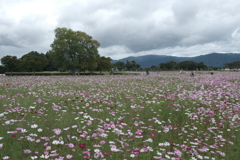 藤原宮跡の秋桜９