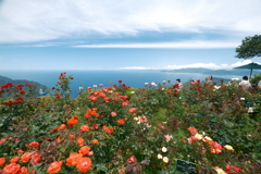 薔薇と海が見れたレインボーライン山頂公園４