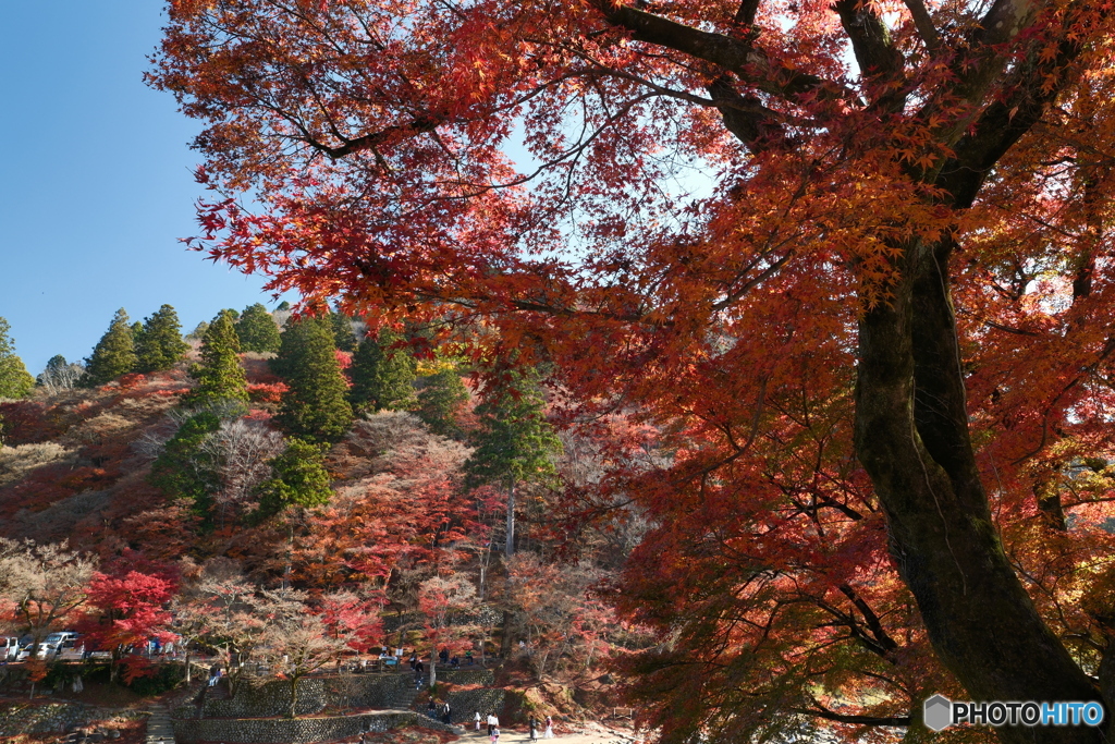 香嵐渓の紅葉２
