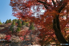 香嵐渓の紅葉２