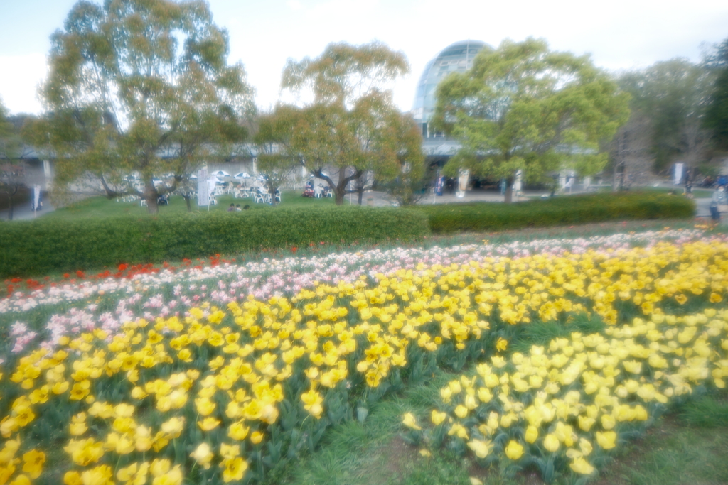 馬見丘陵公園のチューリップ２