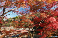 香嵐渓の紅葉１７