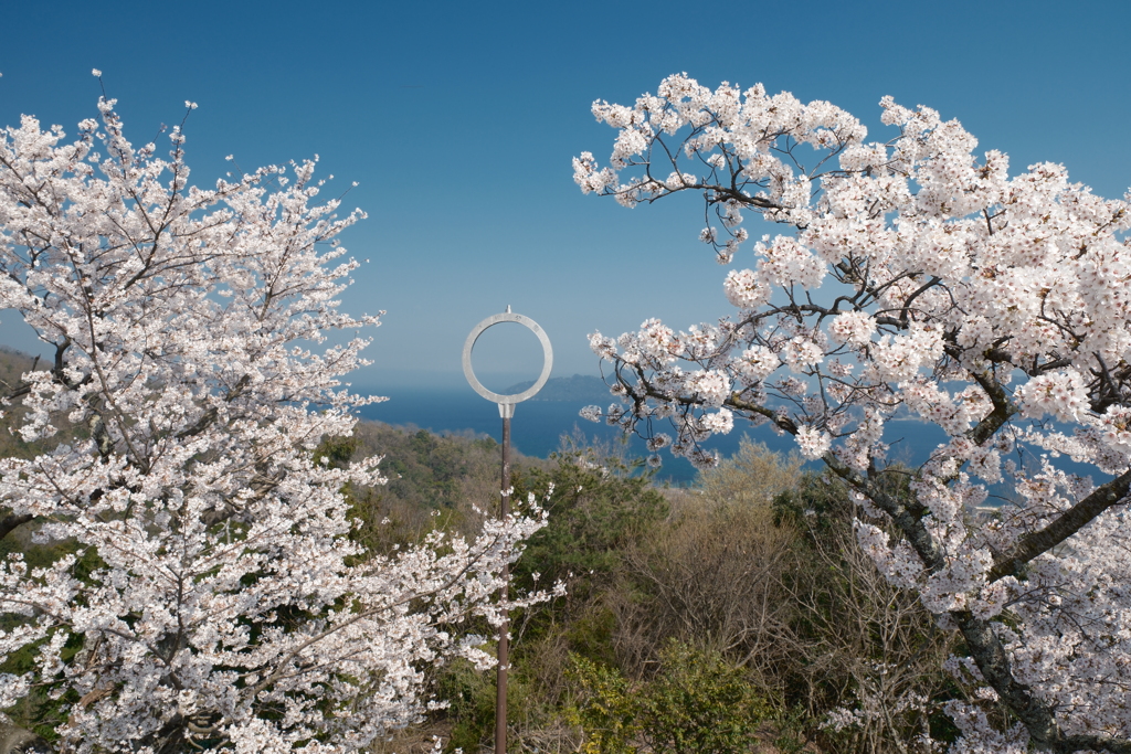 黄砂で霞んだが快晴の桜４