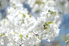 桜の季節が終わった時、GWで滋賀へと異動となります４