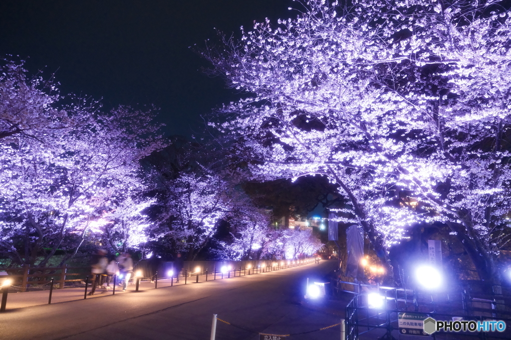 熊本城周辺の夜桜８