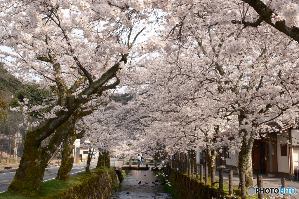 2024年城崎温泉街の桜４