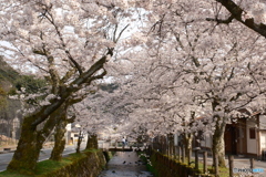 2024年城崎温泉街の桜４