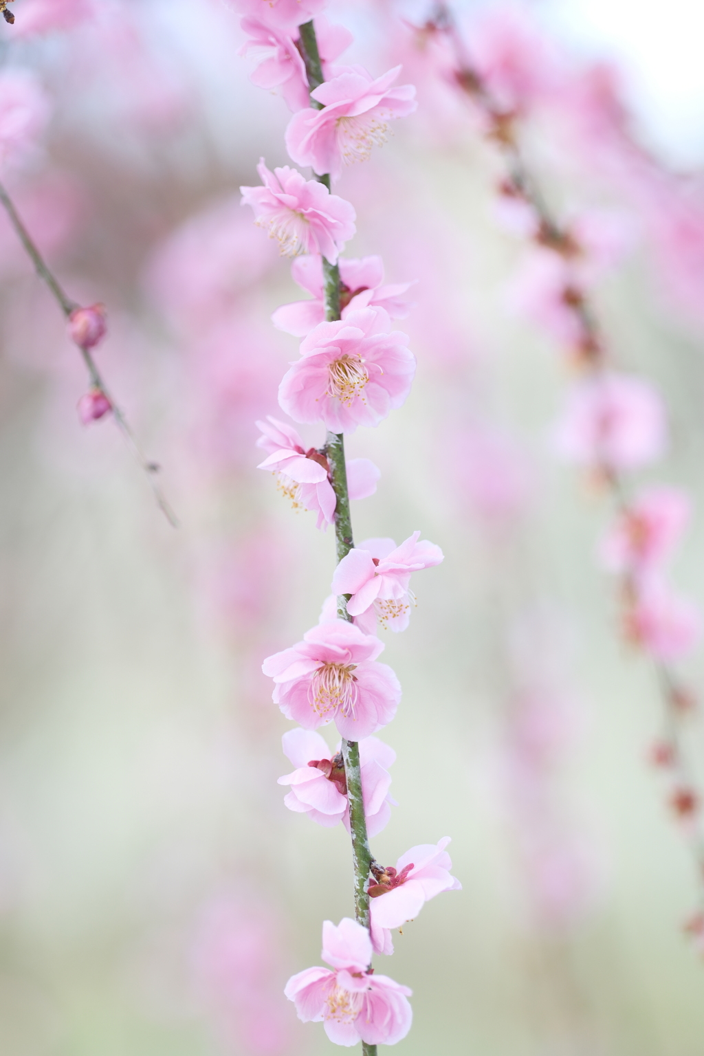 今年やっと見れた梅の花１０