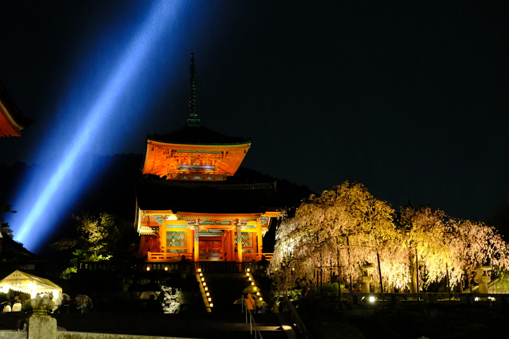 清水寺、桜のライトアップ1