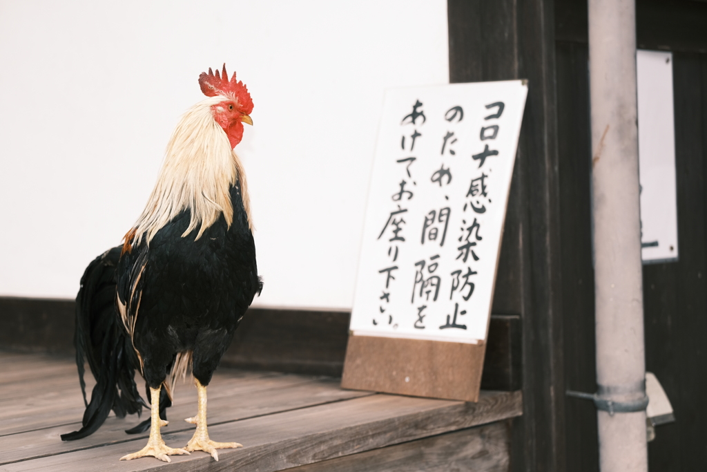 いがいと鶏に夢中７