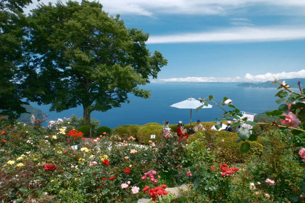 薔薇と海が見れたレインボーライン山頂公園２