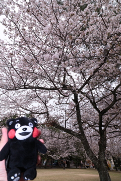 九州で桜を撮りに行くのは初めて９