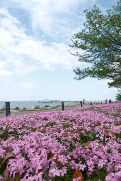 大津湖岸なぎさ公園の芝桜３