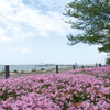 大津湖岸なぎさ公園の芝桜３