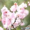今年やっと見れた梅の花３３