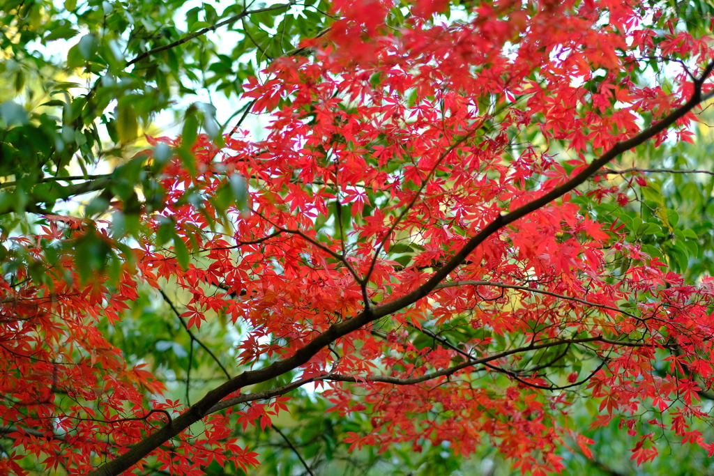 紅葉と後ろに立つ緑葉３