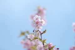 水滴が残る花びら４