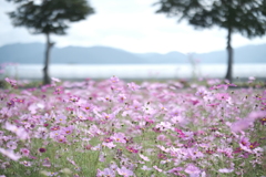 あいとうマーガレットステーションの秋桜１