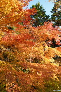 晩秋の近場１０
