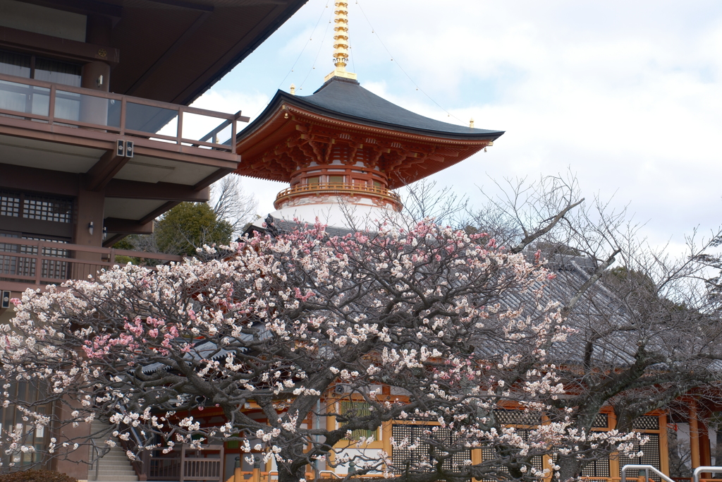 かつて身近だったところも今や遠出、中山寺１