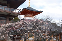 かつて身近だったところも今や遠出、中山寺１