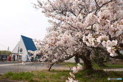 2024年丹後由良駅前の桜４