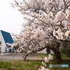 2024年丹後由良駅前の桜４