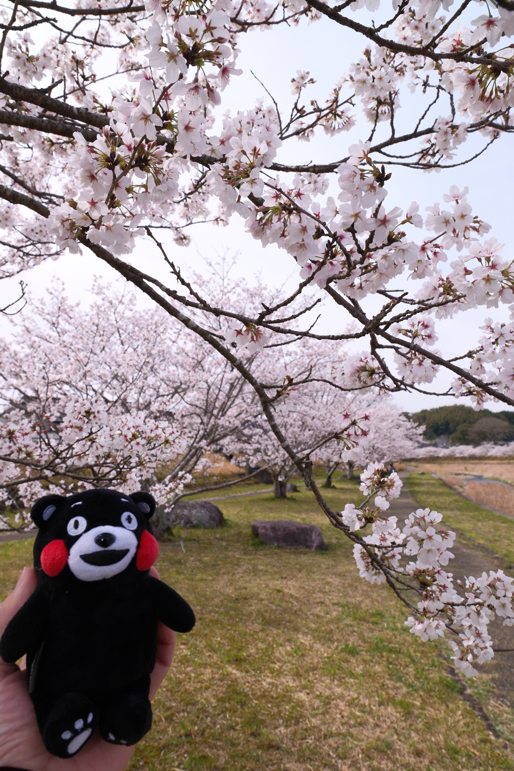 人吉市にて桜巡り３