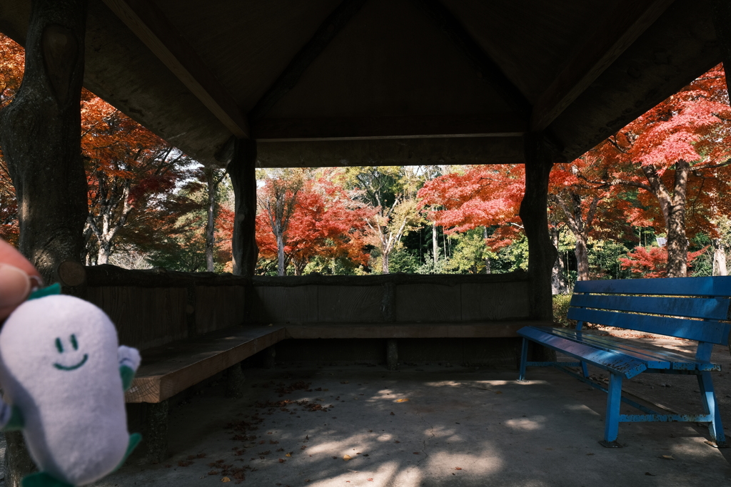 11/15にして今年の日中最後の紅葉巡り１５