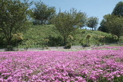 京丹後に花の郷８