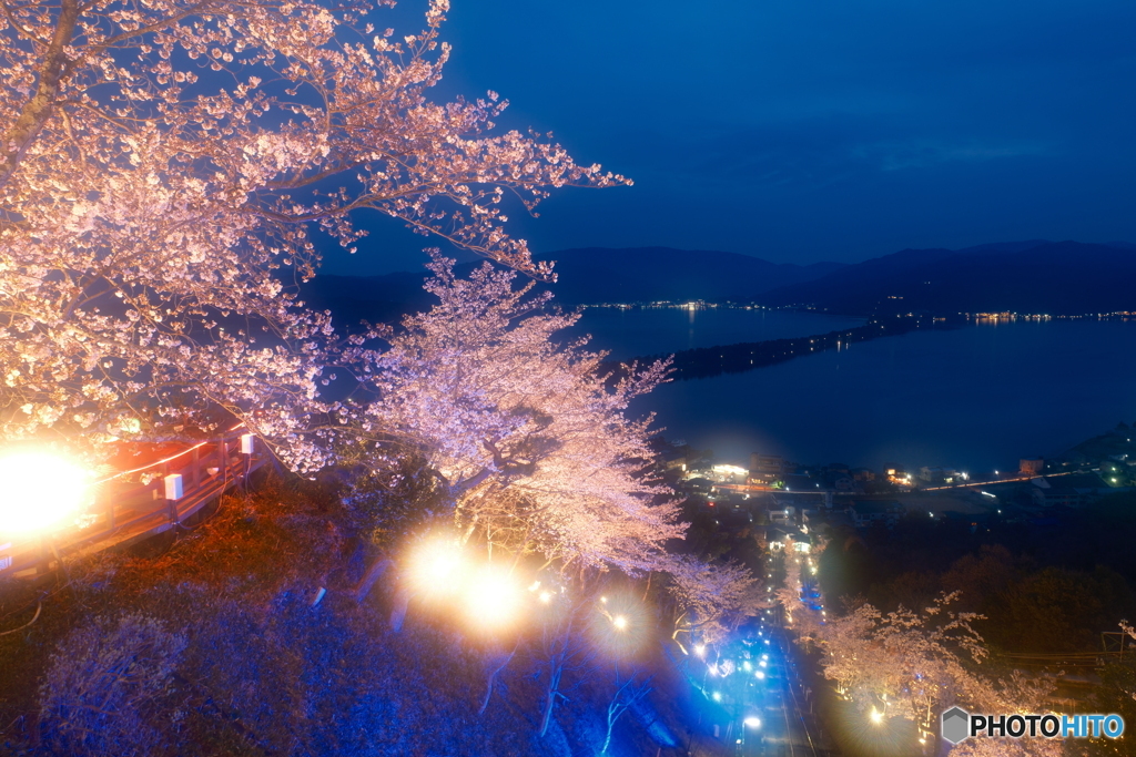 2024傘彩桜１