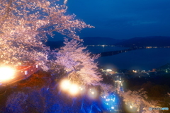 2024傘彩桜１
