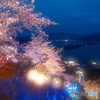 2024傘彩桜１