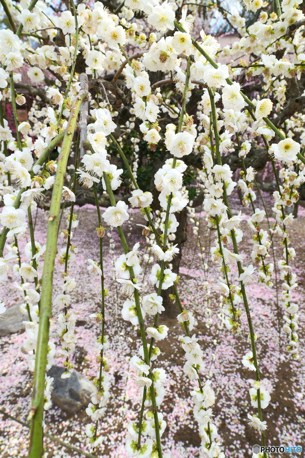 今年やっと見れた梅の花２９