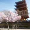 桜の季節で数少ない週末晴れた時１７