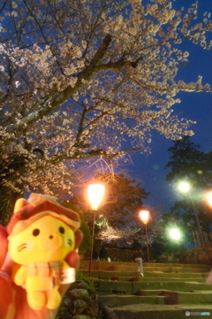 松江城の夜桜４