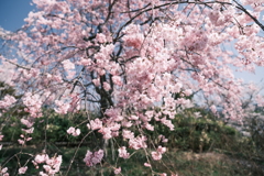桜の季節の週末にここまで晴れた日が続くのはもうないと思って１２