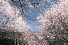 晴れた日に見れた見頃の桜、大美和の杜展望台１