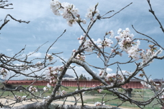 今年の桜巡りは詰め込みすぎて、由良川河川の何処か？