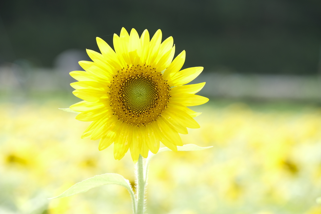 閉園１日前の向日葵畑４