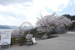 傘松公園の桜は満開３