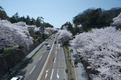 快晴の桜日和、金沢城公園、兼六園の間１
