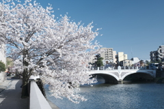 快晴の桜日和、浅野川沿い１４