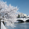 快晴の桜日和、浅野川沿い１４