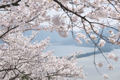 傘松公園の桜は満開４