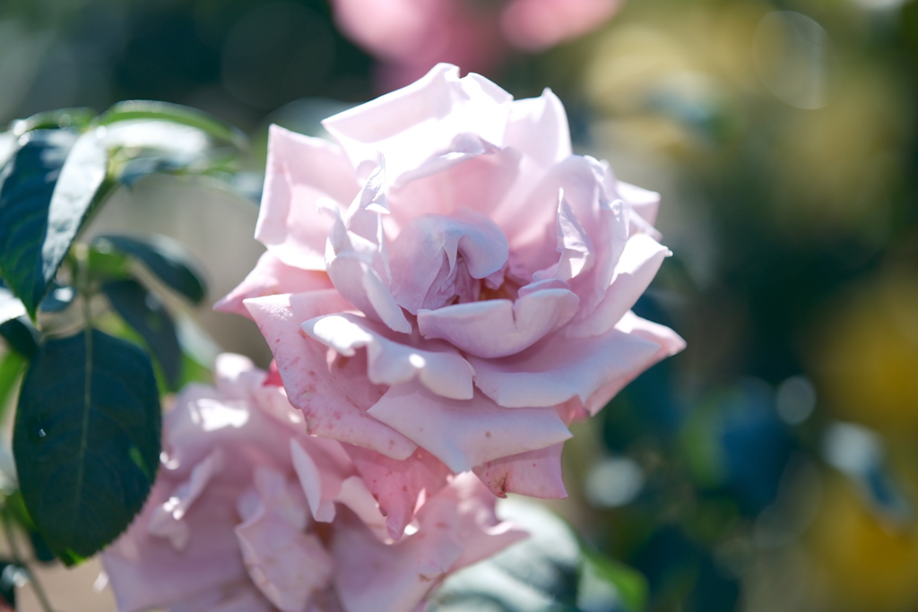 コスモスだけならぬ秋薔薇の開花もやや遅め5